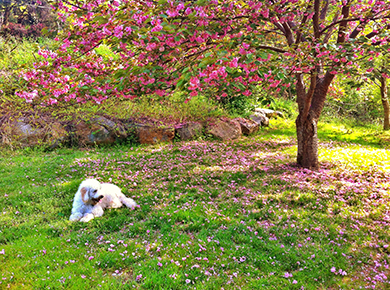 Kookla in Springtime